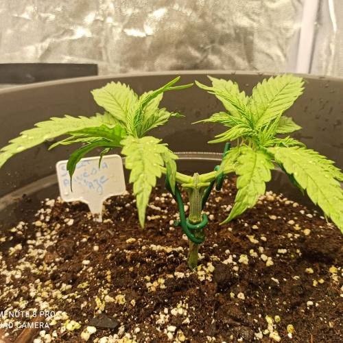 Sweet amnesia Haze . Week 4 - Jours 31