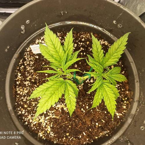 Sweet amnesia Haze . Week 4 - Jours 31