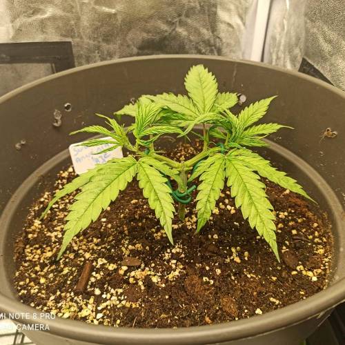 Sweet amnesia Haze . Week 4 - Jours 32