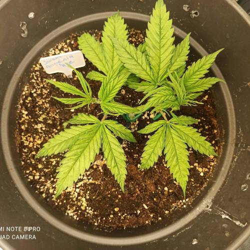 Sweet amnesia Haze . Week 4 - Jours 32