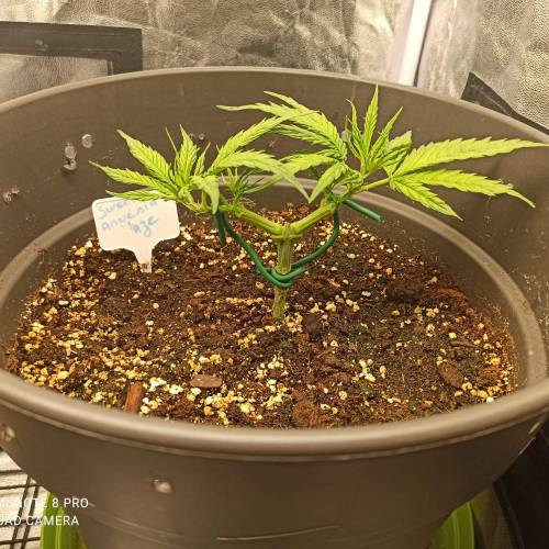 Sweet amnesia Haze . Week 4 - Jours 33