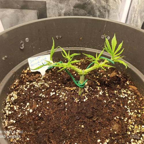 Sweet amnesia Haze . Week 4 - Jours 34