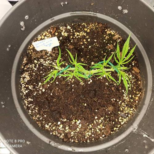 Sweet amnesia Haze . Week 4 - Jours 34