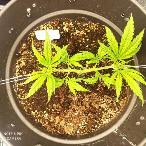 Sweet amnesia Haze . Week 5 - Jours 37