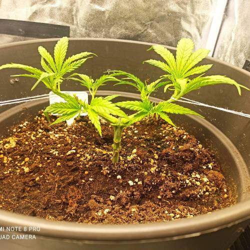 Sweet amnesia Haze . Week 5 - Jours 37