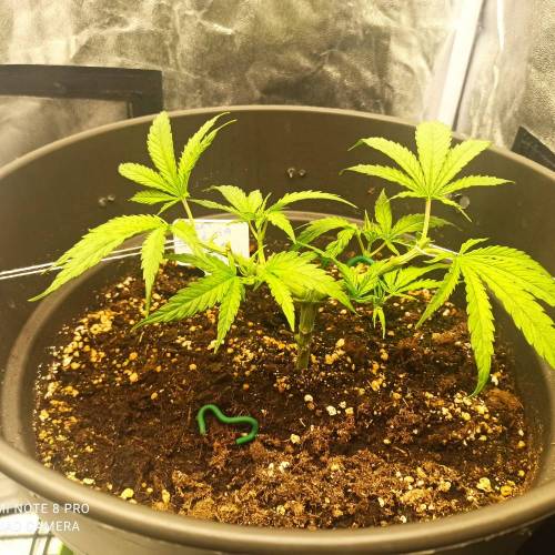 Sweet amnesia Haze . Week 5 - Jours 38