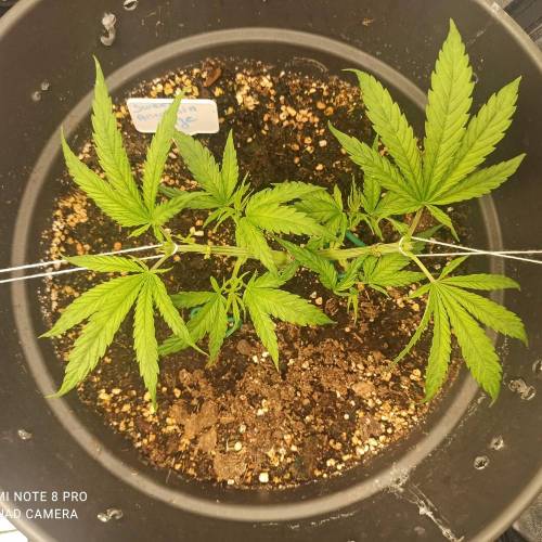 Sweet amnesia Haze . Week 5 - Jours 38