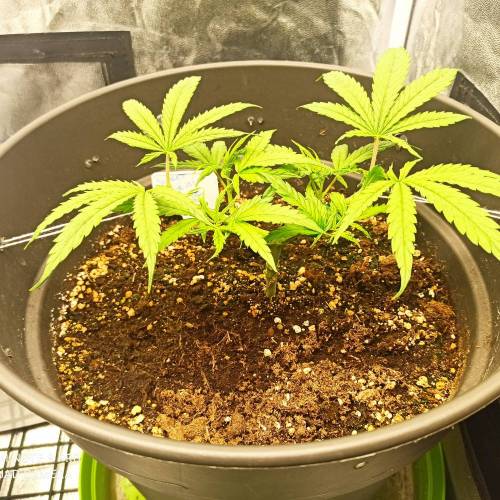 Sweet amnesia Haze . Week 5 - Jours 39