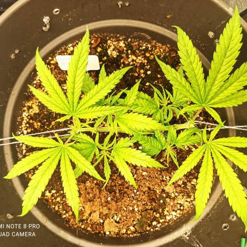 Sweet amnesia Haze . Week 5 - Jours 39