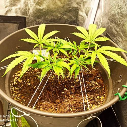 Sweet amnesia Haze . Week 5 - Jours 40