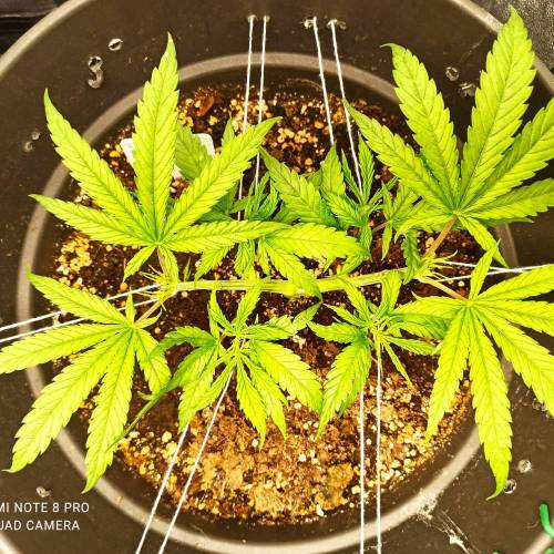 Sweet amnesia Haze . Week 5 - Jours 40