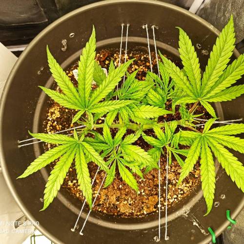 Sweet amnesia Haze . Week 5 - Jours 41