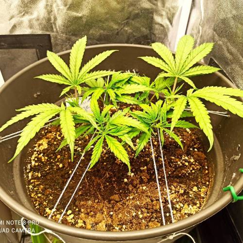 Sweet amnesia Haze . Week 5 - Jours 41