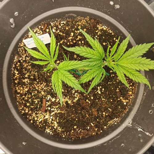 Sweet amnesia Haze . Week 4 - Jours 33