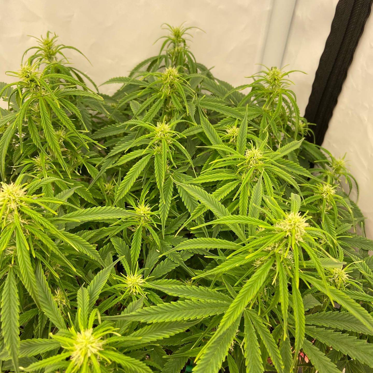 Zinc Deficiency Grow Question By The Dank Review GrowDiaries