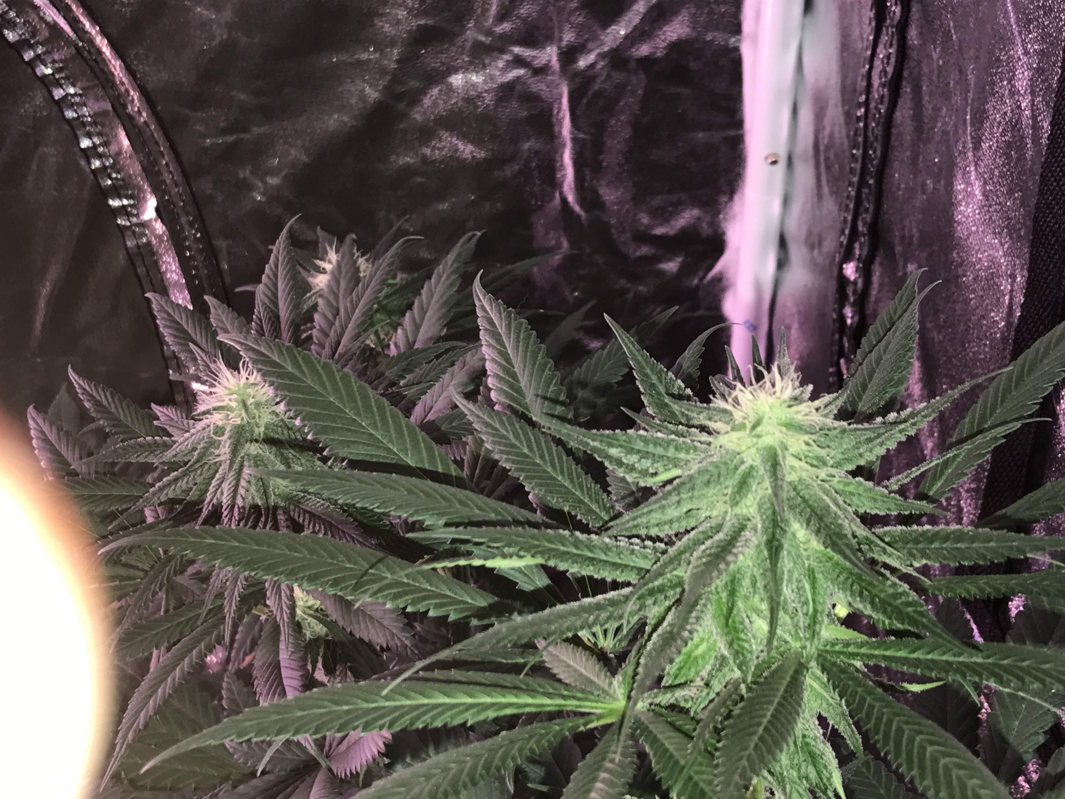 Blackberry Kush grow diary (journal) week10 by DrDrood GrowDiaries