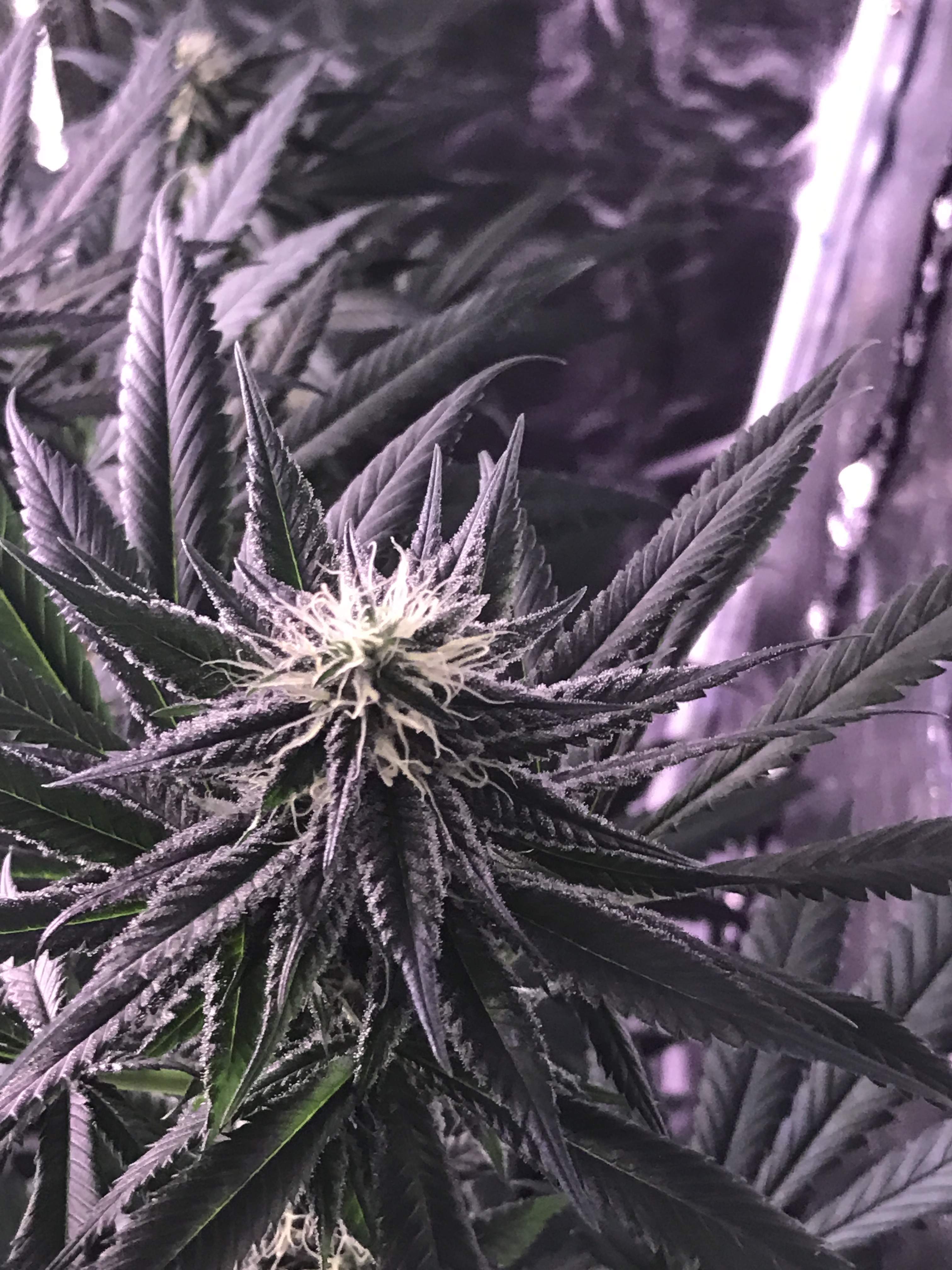 Blackberry Kush grow diary (journal) week10 by DrDrood GrowDiaries