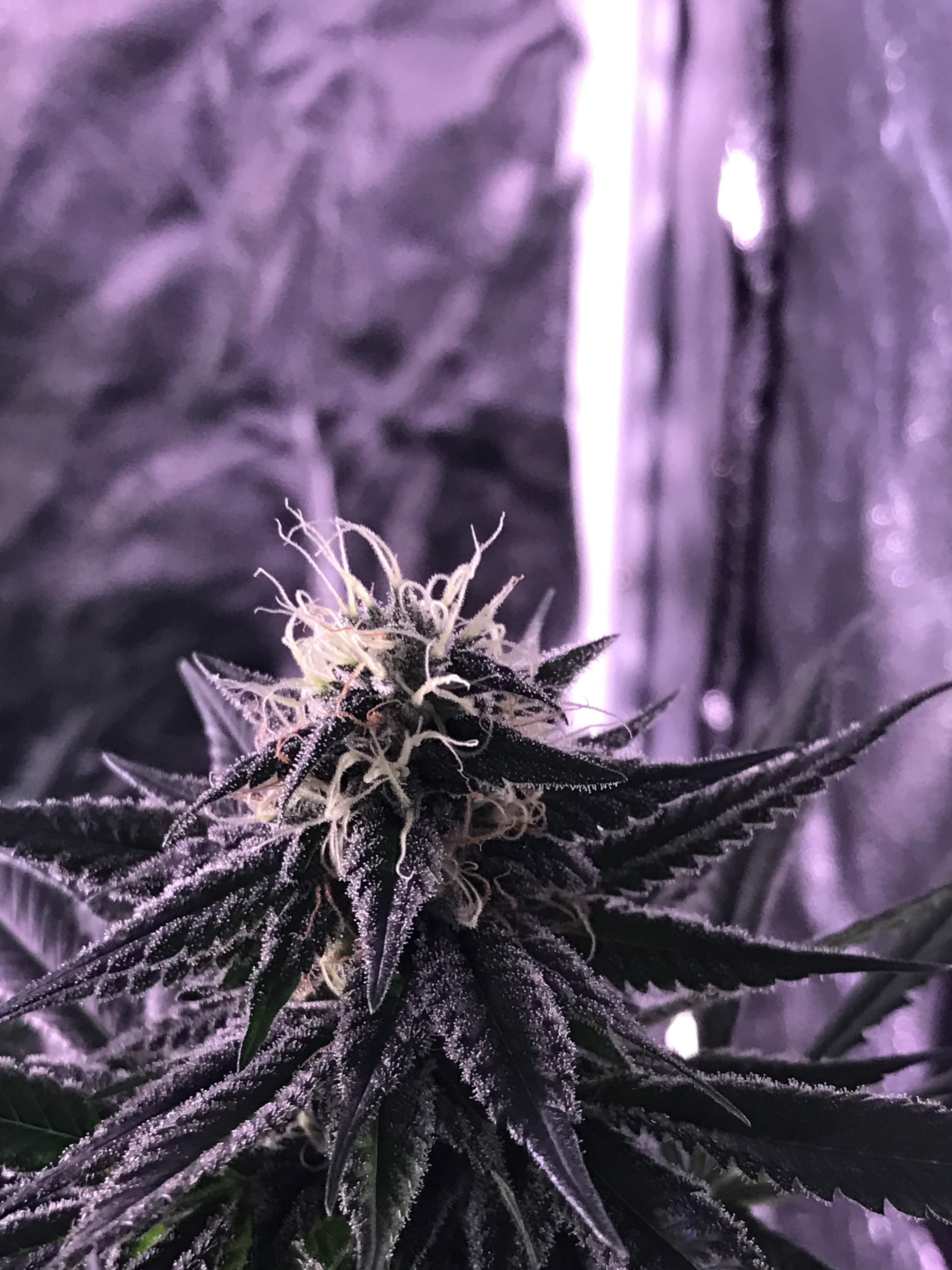 Blackberry Kush grow diary (journal) week11 by DrDrood GrowDiaries