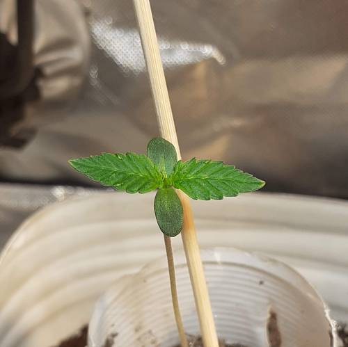 AUTOFLORECIENTES . Week 1 - AMNESIA XXL AUTO