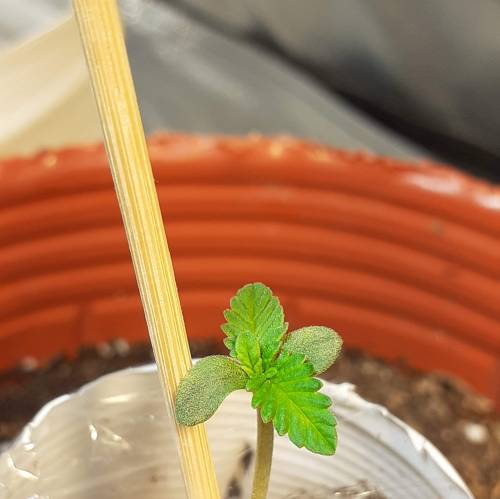 AUTOFLORECIENTES . Week 1 - MOBY DICK XXL AUTO