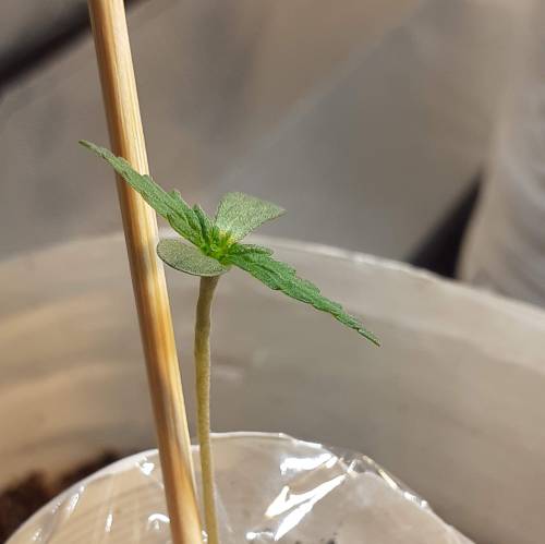 AUTOFLORECIENTES . Week 1 - 357 AUTO (MAGNUM×DEIMOS)