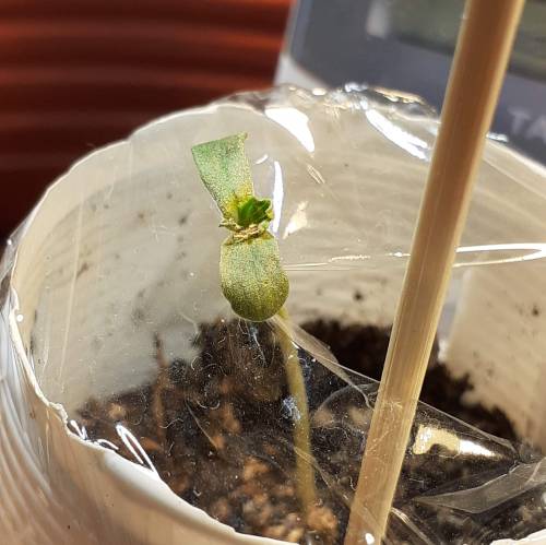 AUTOFLORECIENTES . Week 1 - CHOCOLOPE AUTO