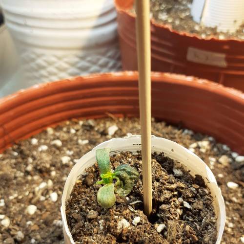 AUTOFLORECIENTES . Week 2 - CHOCOLOPE 