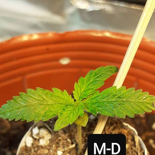 AUTOFLORECIENTES . Week 2 - MOBY DICK XXL AUTO