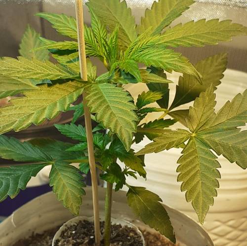 AUTOFLORECIENTES . Week 3 - AMNESIA XXL AUTO