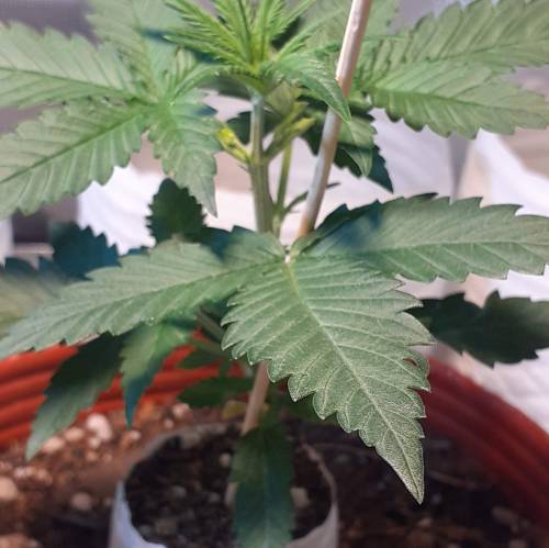 AUTOFLORECIENTES . Week 3 - MOBY DICK XXL AUTO 