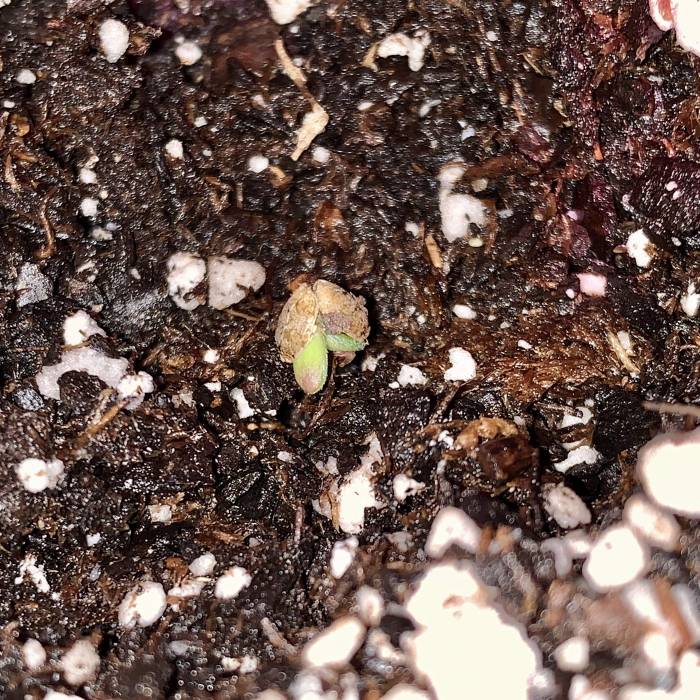 WJs Grow. Week 1 - Norther Lights Auto poking through the soil