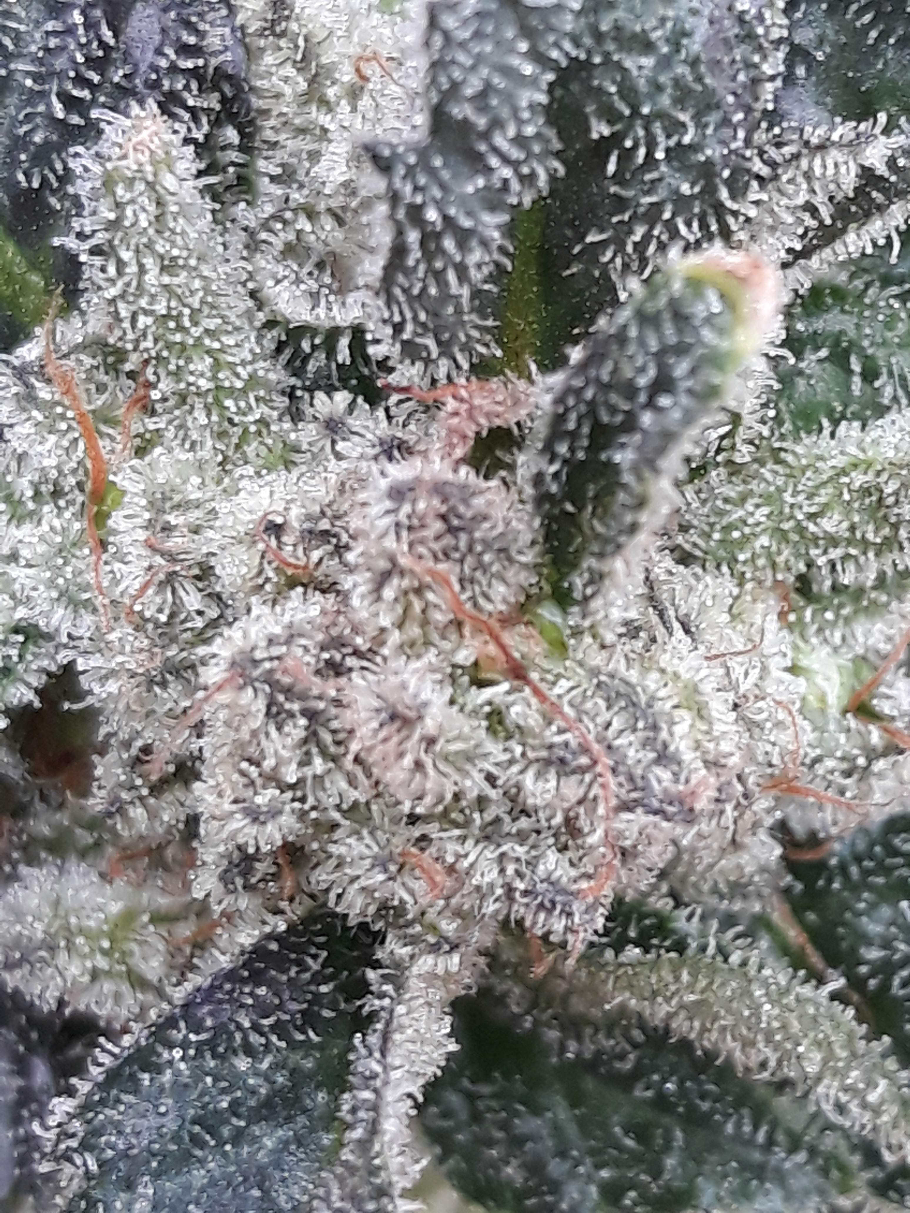 Girl Scout Cookies grow diary (journal) week19 by Lazeej GrowDiaries