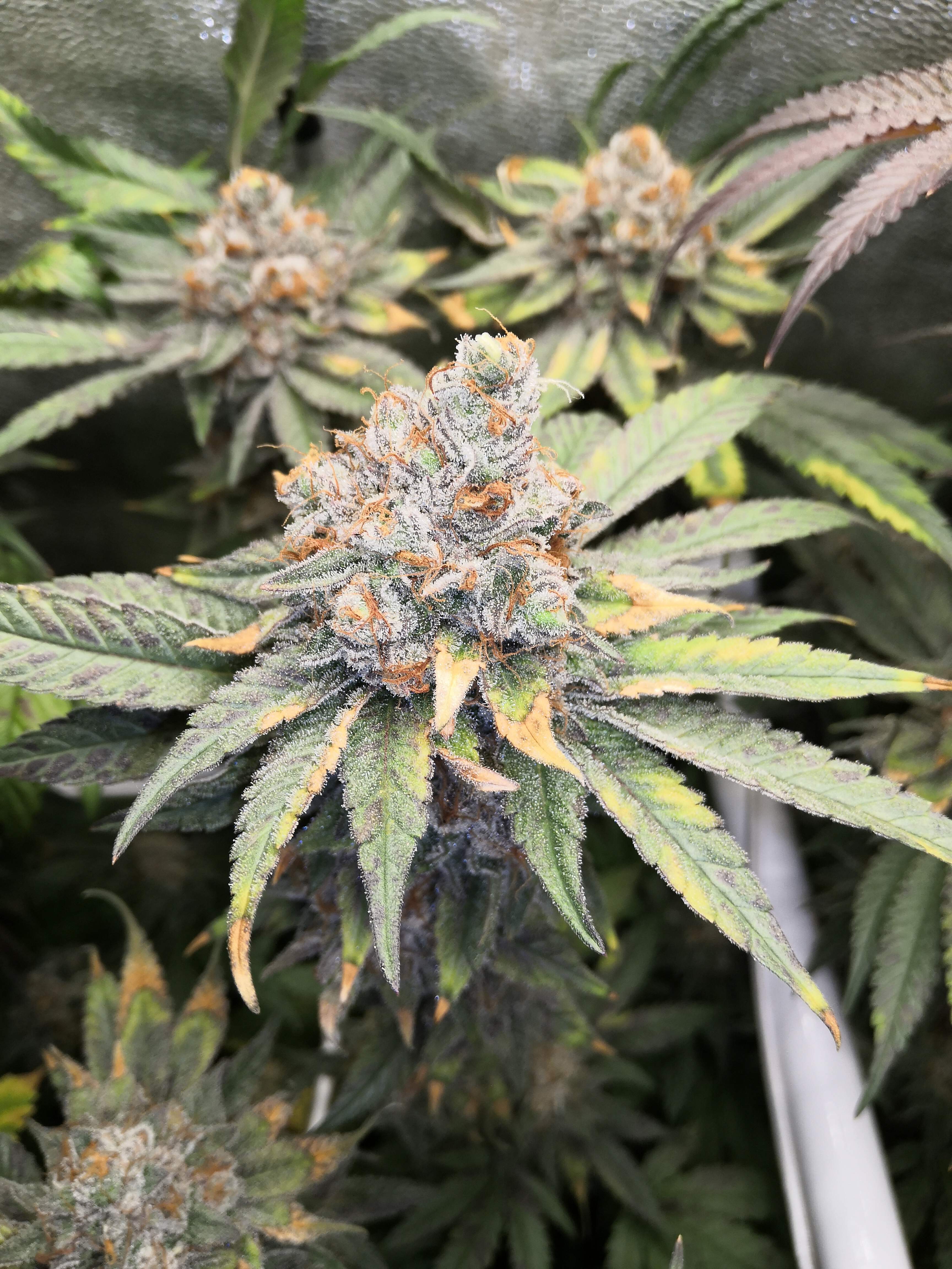 Acai Berry Gelato X Purple Punch (Ripper Seeds), Ripper Seeds Wedding