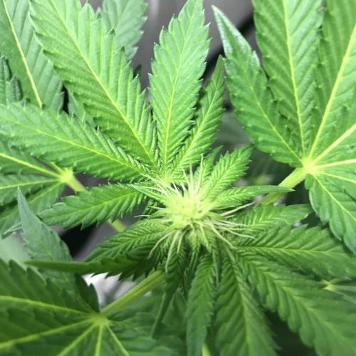 Grandpa’s Breath F2 v4 - run #1. Week 3