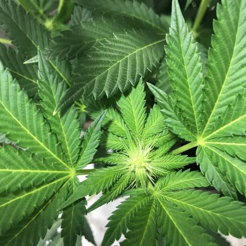 Grandpa’s Breath F2 v4 - run #1. Week 3