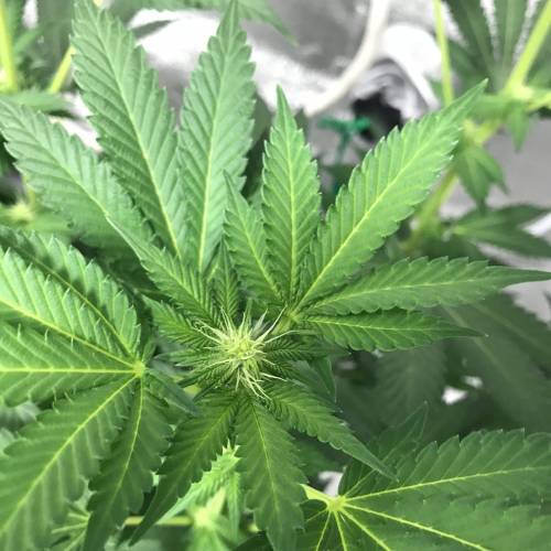 Grandpa’s Breath F2 v4 - run #1. Week 3