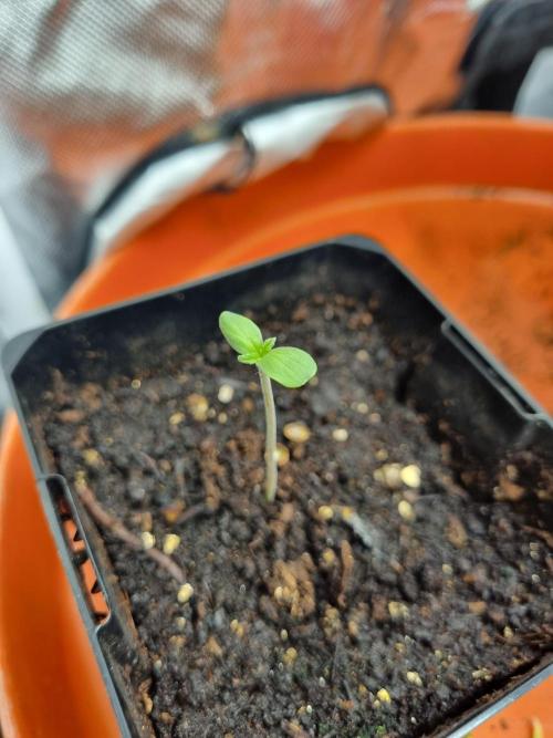 Charlotte's-Web-feminized-seeds. Week 0