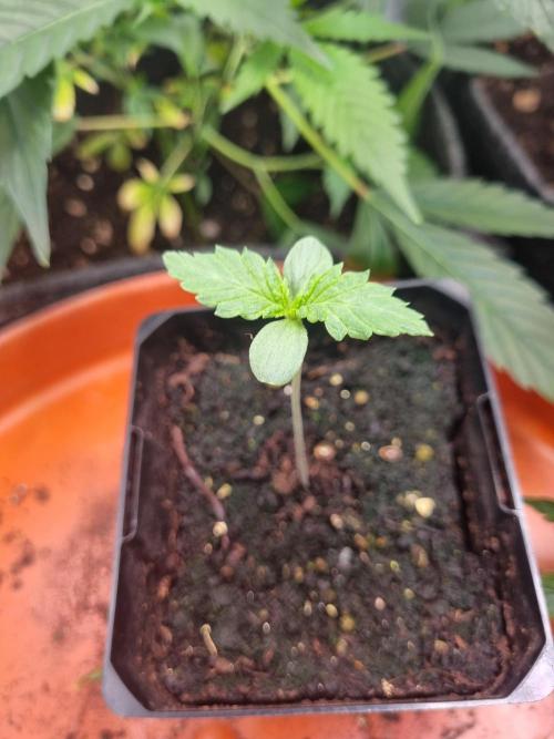 Charlotte's-Web-feminized-seeds. Week 1