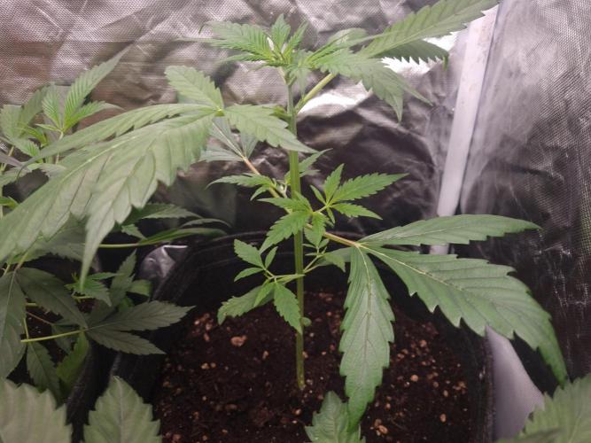 Fractal. Week 3
