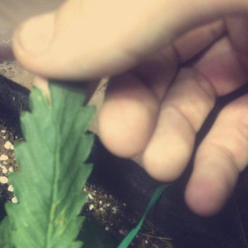 RealTrees_uk