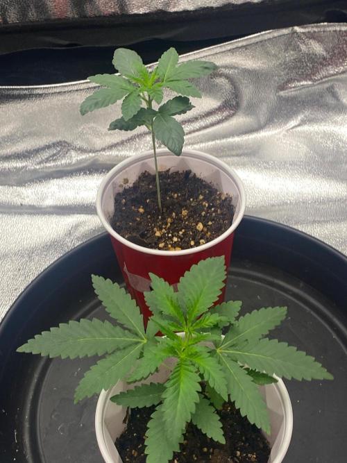 Mystery Seeds🌱. Week 3