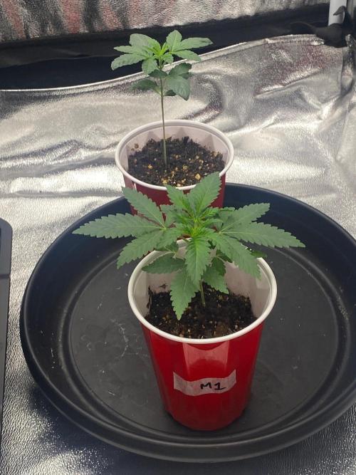 Mystery Seeds🌱. Week 3