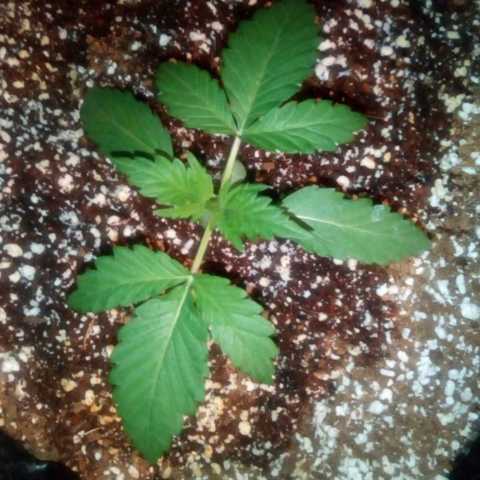 Alien OG Auto. Week 2 - So far so good.