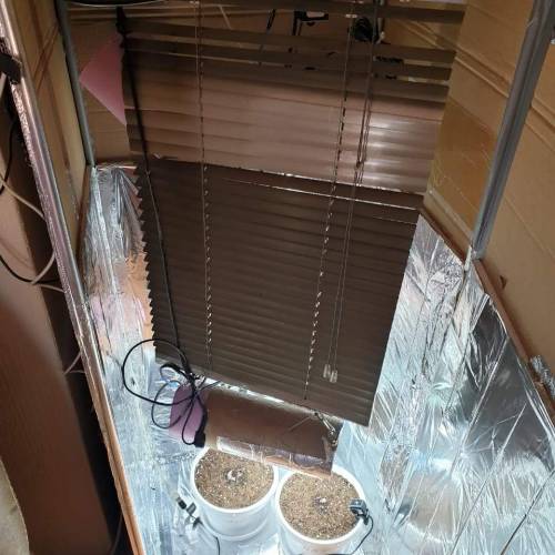 Cartboard Auto Grow. Week 1