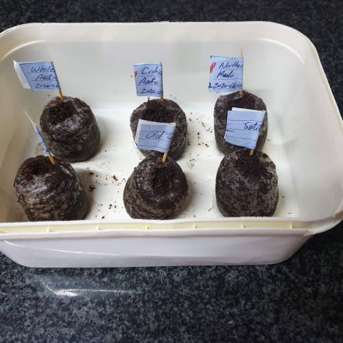 Cartboard Auto Grow. Week 1