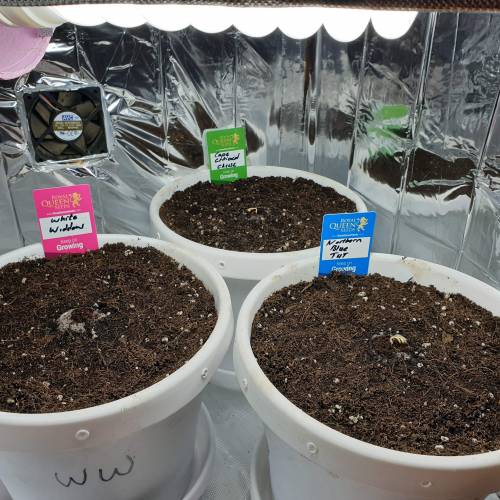 Cartboard Auto Grow. Week 1