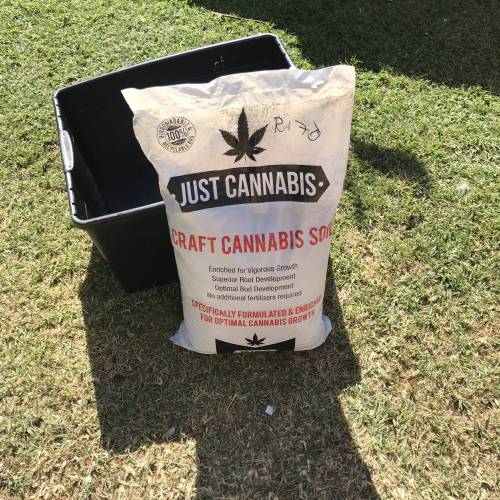 Cartboard Auto Grow. Week 1