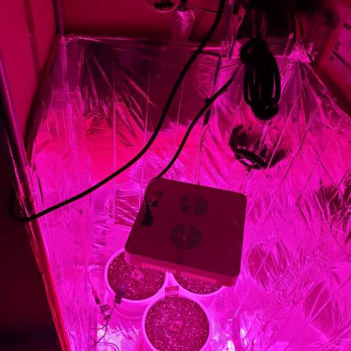 Cartboard Auto Grow. Week 1