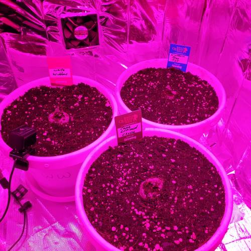 Cartboard Auto Grow. Week 1