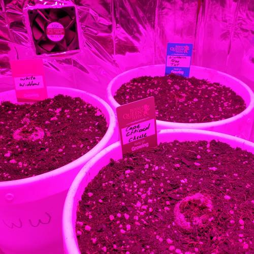 Cartboard Auto Grow. Week 1